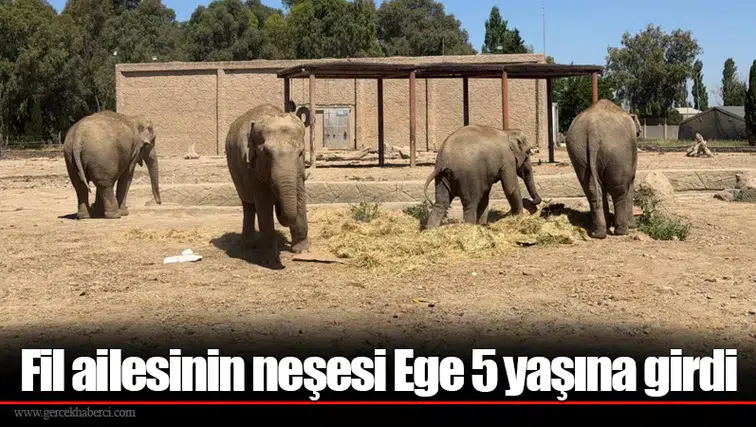 Fil ailesinin neşesi Ege 5 yaşına girdi