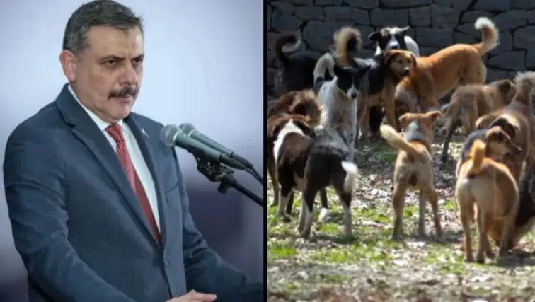 Bakan Çiftçi: Sokak hayvanlarının yüzde 92,35'i barınaklara ve doğal yaşam alanlarına alındı