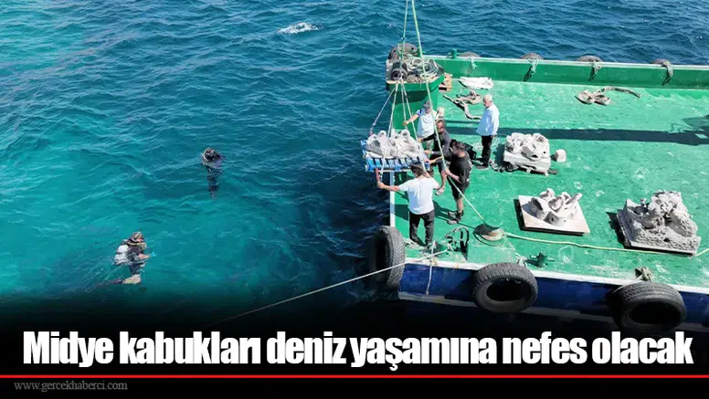 Midye kabukları deniz yaşamına nefes olacak