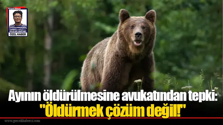 Ayının öldürülmesine avukatından tepki: "Öldürmek çözüm değil!"