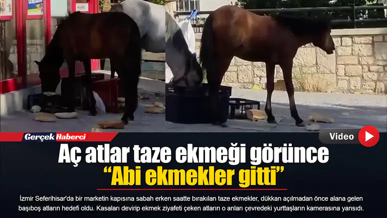 Aç atlar taze ekmeği görünce “Abi ekmekler gitti”