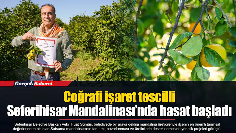 Coğrafi işaret tescilli Seferihisar Mandalinası’nda hasat başladı