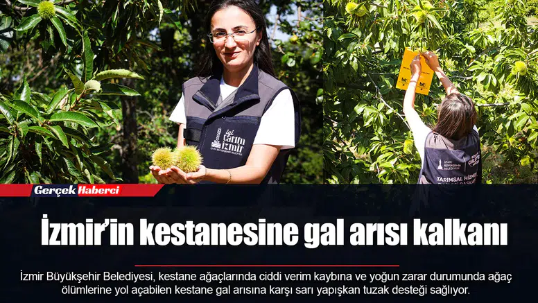 İzmir’in kestanesine gal arısı kalkanı