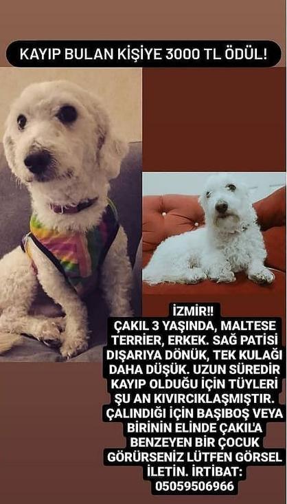 Çakılı kaybeden Çevik’ten çağrı, “Çakıl için el ele verelim”