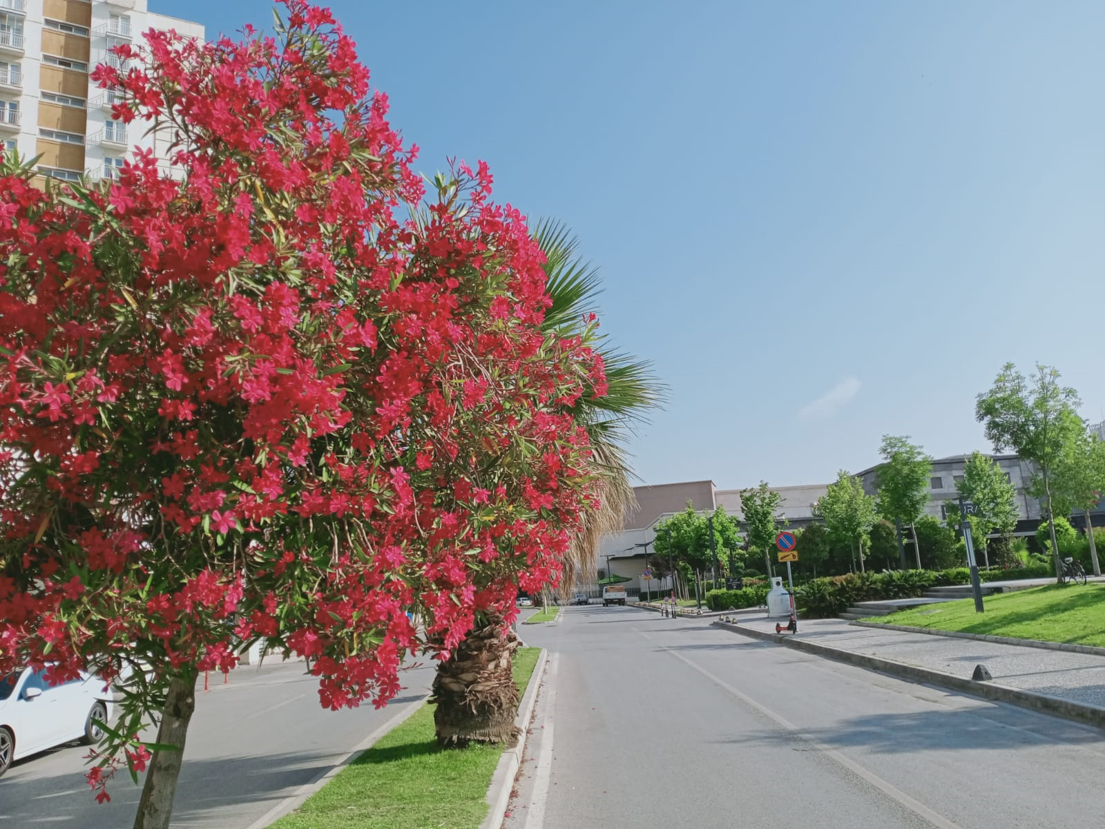 İzmir çiçek açtı