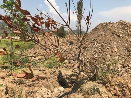 Fetrek Çayı’nda çöpe giden binlerce liralık fidan dikimi