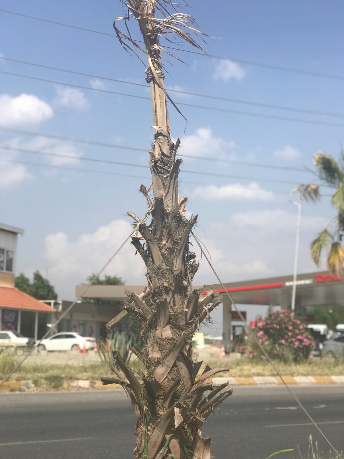 Menemen'de yol boyunca tüm palmiyeler kurudu
