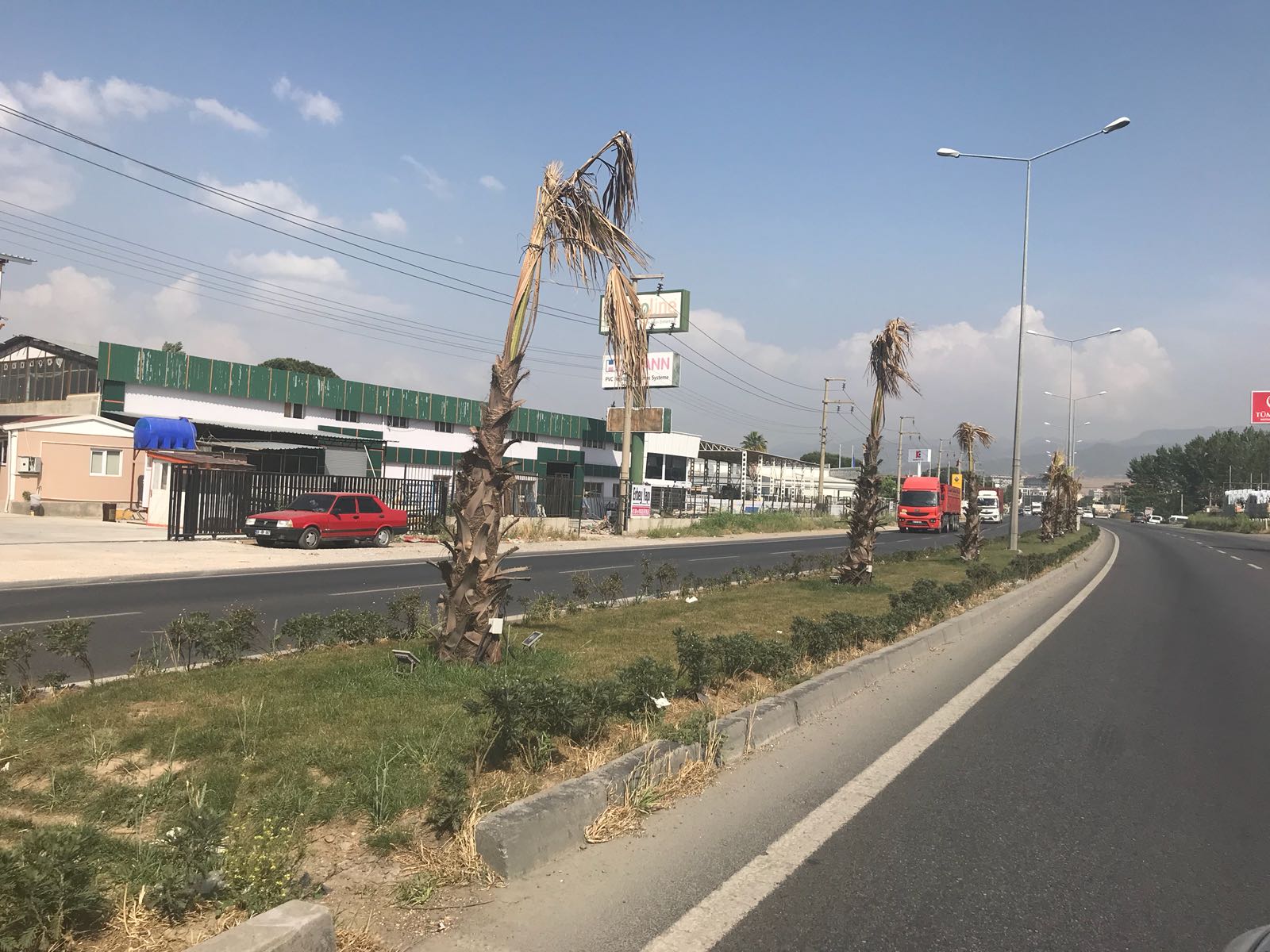 Menemen'de yol boyunca tüm palmiyeler kurudu