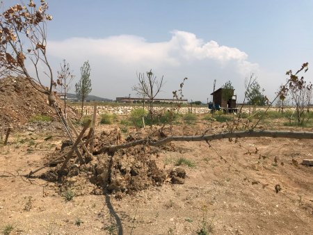 Fetrek Çayı’nda çöpe giden binlerce liralık fidan dikimi