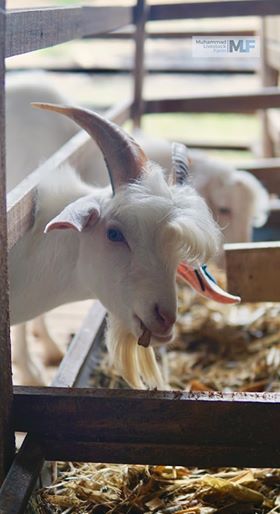 nijeryalı kızlar pembe mezuniyet elbiseleri