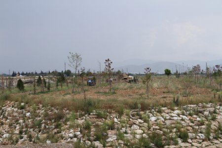 Fetrek Çayı’nda çöpe giden binlerce liralık fidan dikimi