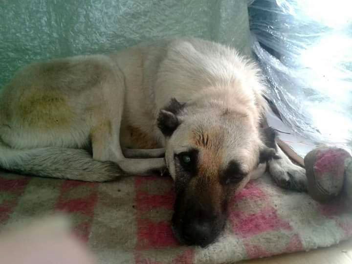 Avukatın köpeği darp ettiği iddiası