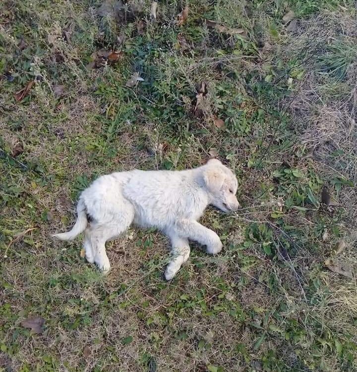 İzmir'de 12 yavru köpeğin zehirlenerek öldürüldüğü iddia edildi