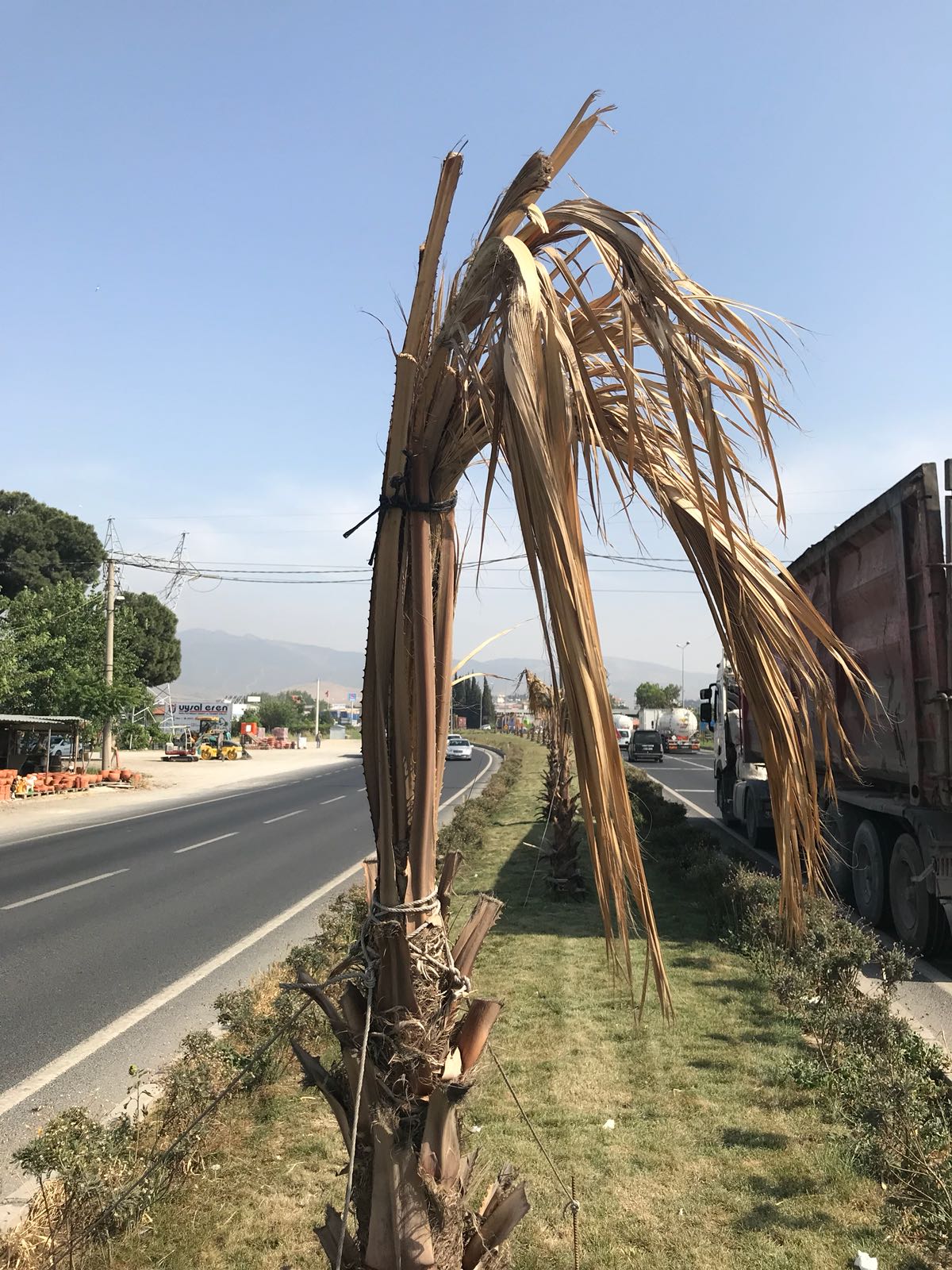 Menemen'de yol boyunca tüm palmiyeler kurudu
