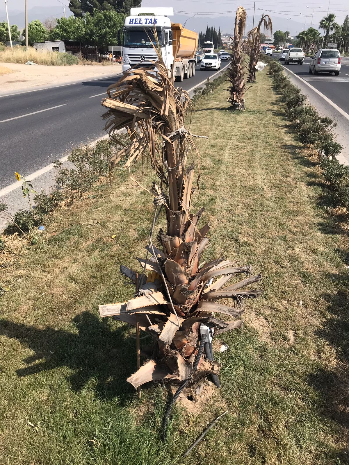 Menemen'de yol boyunca tüm palmiyeler kurudu