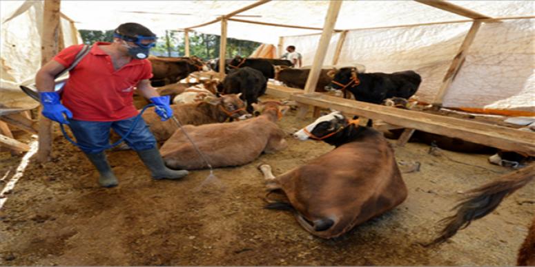 BÜYÜKŞEHİR KURBAN’A HAZIR