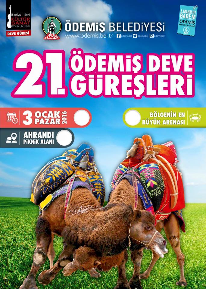 ÖDEMİŞ'TE 21. DEVE GÜREŞLERİ