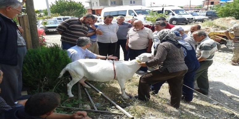 URLA’DA SAKIZ KOYUNU YAYGINLAŞTIRMA ÇALIŞMALARI