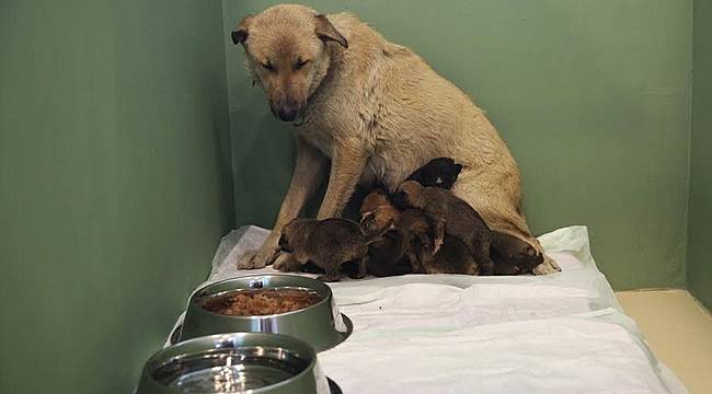 Fedakar Köpek 9 Yavruya Hayat Veriyor