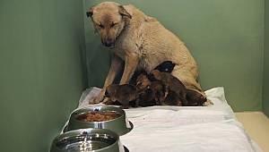 Fedakar Köpek 9 Yavruya Hayat Veriyor