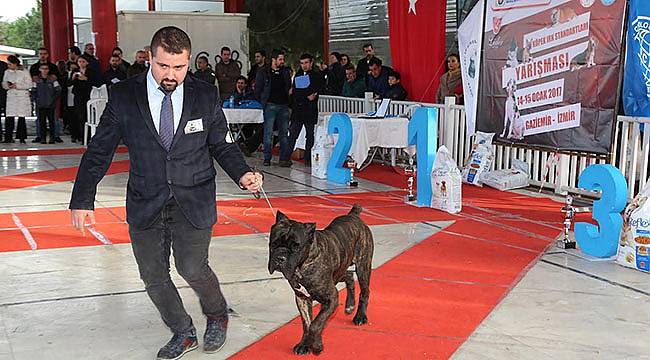 Gaziemir’de Köpek Irkları Yarışması