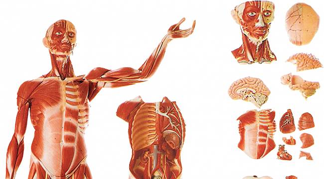 İnsan Vücudunda Yeni Bir Organ Keşfedildi