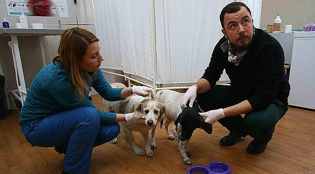 Bayraklı'da Aç ve Susuz Kalan Köpekler Kurtarıldı!