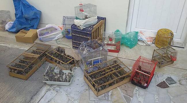 İzmir’de Kuş Pazarında Satışı Yasak ve Koruma Altında Olan Kuşlar Ele Geçirildi