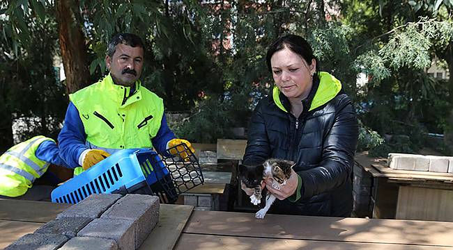 Karşıyaka’da ‘Evsiz’ Kedi Kalmayacak