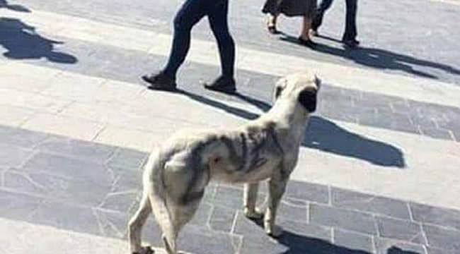Yaralı Köpeğin Üzerine “Evet” Yazdılar!