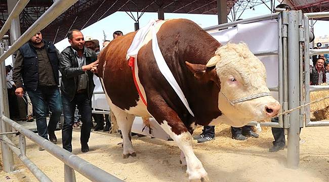Bin 30 kiloluk Fırat Şampiyon Oldu
