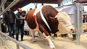 Bin 30 kiloluk Fırat Şampiyon Oldu