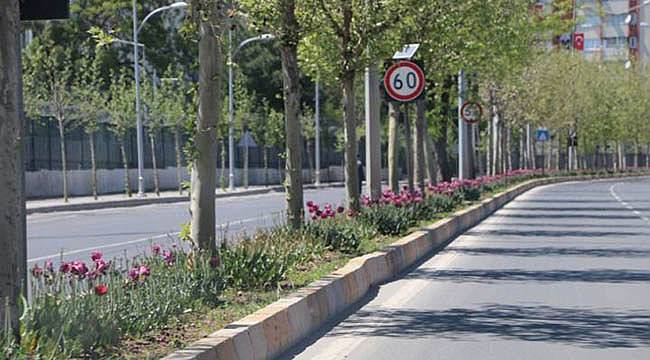 Diyarbakır'da Renk Yüzünden Lale Söktüler