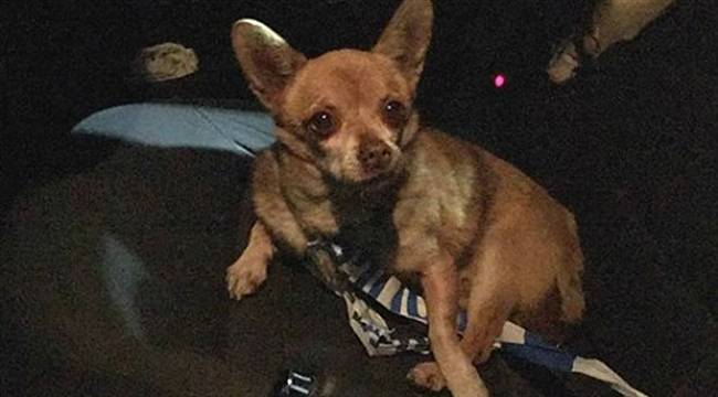 'Öfke Sorunu Olan Köpek' Gözaltına Alındı