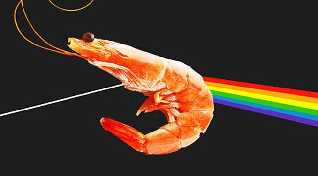 Rock Grubu Pink Floyd'un Adı Yeni Bir Karides Türüne Verildi