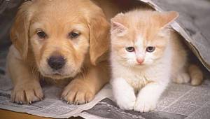 Evcil Kedi ve Köpeklerle İlgili Yeni Düzenleme