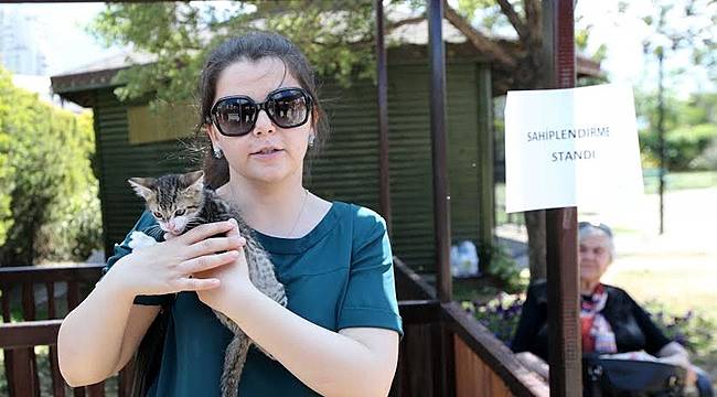 Sahipsiz Kediler Sıcak Yuva Arıyor