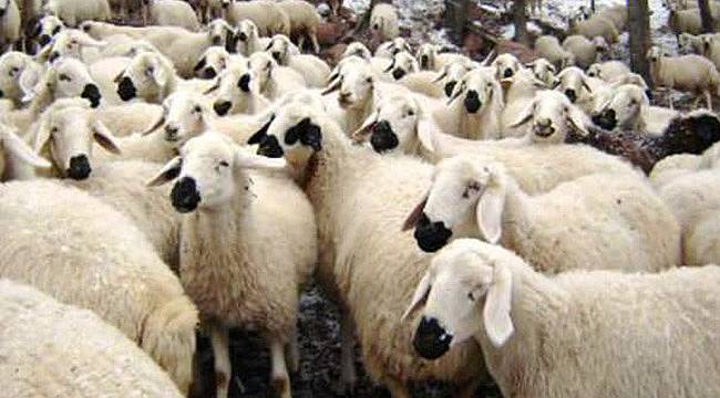 Fakıbaba'dan 'Kurbanlık Fiyatlarıyla' İlgili Önemli Açıklama