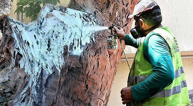 İzmir'in Asırlık Çınarları İşte Böyle Korunuyor