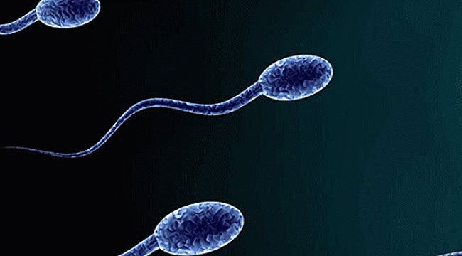 Sperm Sayısı Azalıyor! İnsanlığın Sonu Gelebilir!
