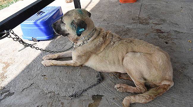 8 Yaşındaki Köpek 6 Kilo Tümörden Kurtuldu, Hayata Tutundu