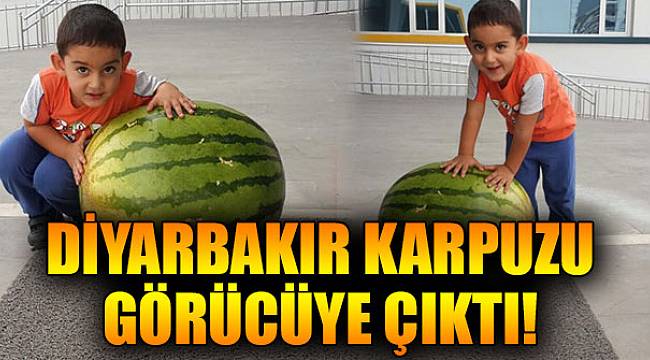 Diyarbakır Karpuzu Görücüye Çıktı!