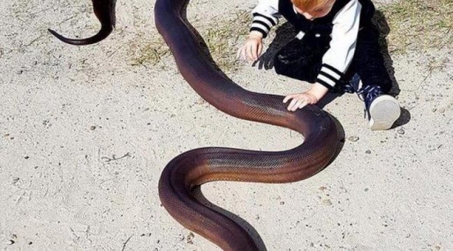 Korkutan Açıklama! Panzehir Kalmadı