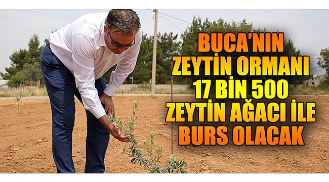 Buca’nın Zeytin Ormanı 17 bin 500 zeytin ağacı ile burs olacak