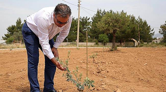 Buca’nın Zeytin Ormanı büyüyor 