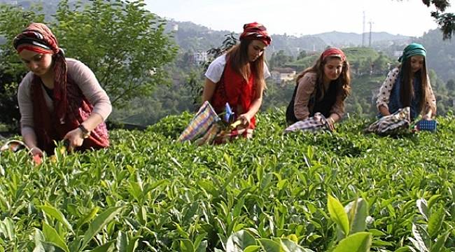 Çaya bir darbe daha geliyor
