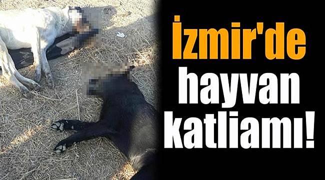 İzmir'de hayvan katliamı! Bu katilleri bulun!