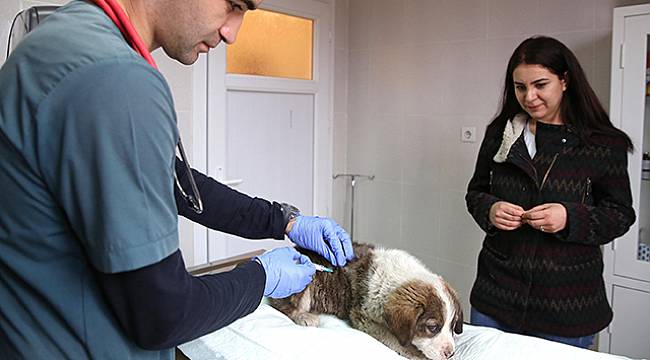 Sokak Hayvanlarına Yüzde Yüz Destek