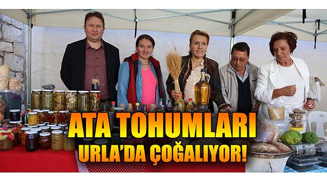 URLA’DA ATA TOHUMLARI ÇOĞALIYOR