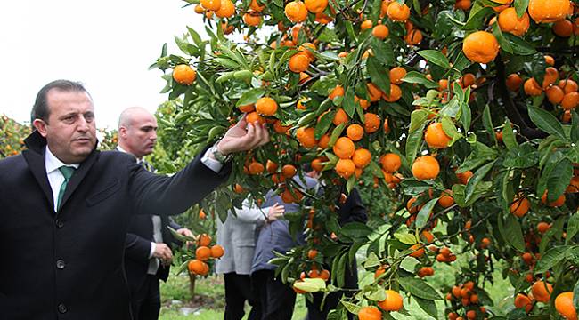 Başkan Soylu Mandalina Üreticisinin Yanında